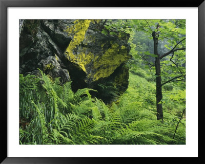Woodland View With Ferns And Rock, Bayerischer Wald National Park by Norbert Rosing Pricing Limited Edition Print image