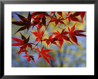 Close Views Of Japanese Maple Leaves by Darlyne A. Murawski Pricing Limited Edition Print image