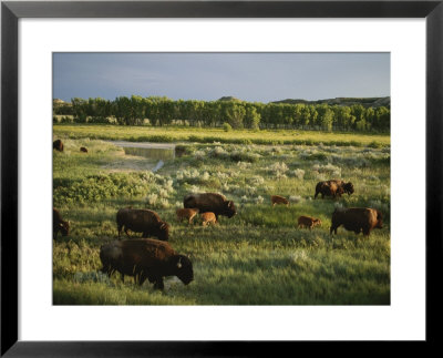 Bison (Bison Bison) Graze On Grasslands In The Park by Michael Melford Pricing Limited Edition Print image