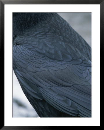 A Close View Of The Back And Wing Of A Raven by Tom Murphy Pricing Limited Edition Print image