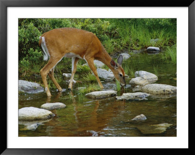 A White-Tailed Deer Drinks From A Stream by Phil Schermeister Pricing Limited Edition Print image