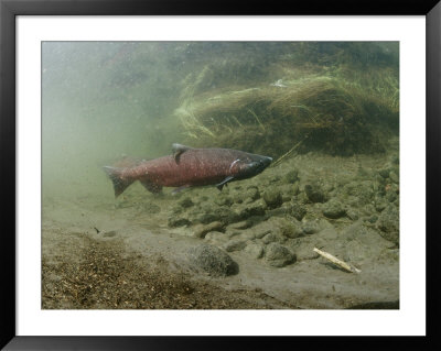 A Chinook Salmon Fish, Also Known As King Salmon, Swims Upstream To Spawn by Michael S. Quinton Pricing Limited Edition Print image