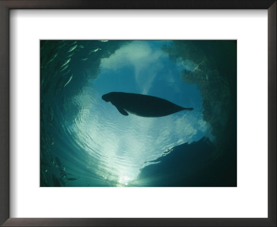 A Florida Manatee Is Silhouetted Against The Sky by Brian J. Skerry Pricing Limited Edition Print image
