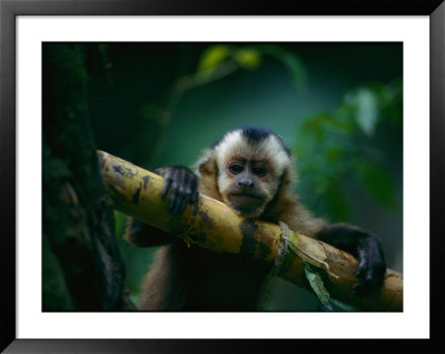 A Capuchin Monkey, Orphaned After Poachers Killed Its Mother, Sits In A Tree by Joel Sartore Pricing Limited Edition Print image