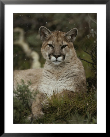 Portrait Of A Mountain Lion With Snowflakes by Jim And Jamie Dutcher Pricing Limited Edition Print image