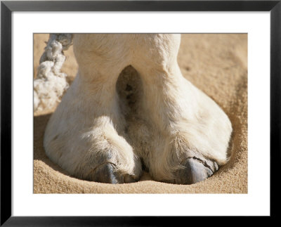 The Photographer Zeroes In On A Dromedary Camels Hoof In The Sahara by Peter Carsten Pricing Limited Edition Print image