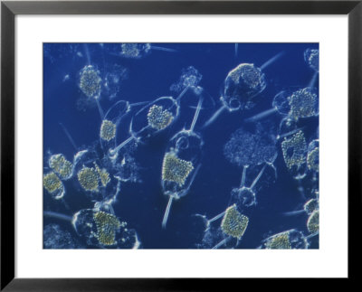 A Close View Of Marine Phytoplankton by Bill Curtsinger Pricing Limited Edition Print image