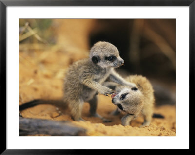 A Pair Of Four-Week-Old Meerkat Pups Romp Near Their Burrow by Mattias Klum Pricing Limited Edition Print image
