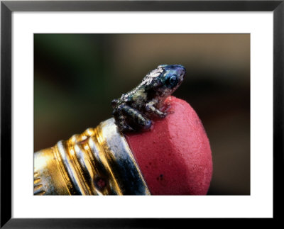 Tungara Frog Perched On A Standard-Sized Pencil Eraser by George Grall Pricing Limited Edition Print image