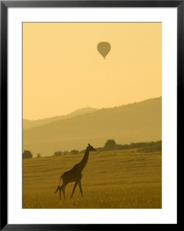 A Masai Giraffe With A Hot Air Balloon Overhead (Giraffa Camelopardalis) by Roy Toft Pricing Limited Edition Print image