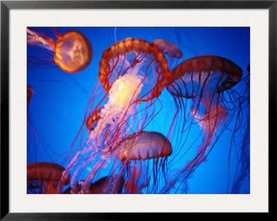 Fleet Of Golden, Long-Tentacled Jellyfish, California by Sisse Brimberg Pricing Limited Edition Print image