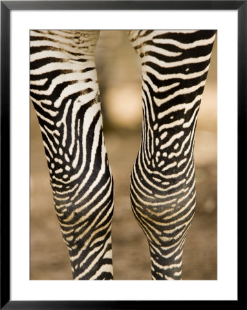 Closeup Of A Grevys Zebra's Legs by Tim Laman Pricing Limited Edition Print image