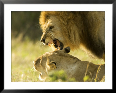 Lions, Lion Pair Mating, Masai Mara, Kenya by Roy Toft Pricing Limited Edition Print image