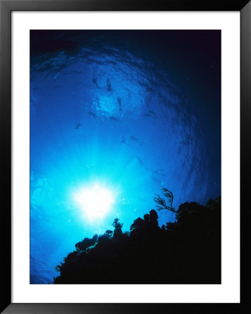 An Underwater View Of Tourists Snorkeling At Palancar Reef by Michael Melford Pricing Limited Edition Print image