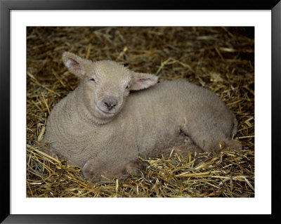 A Lamb Resting In The Hay Almost Seems To Smile by Stephen St. John Pricing Limited Edition Print image