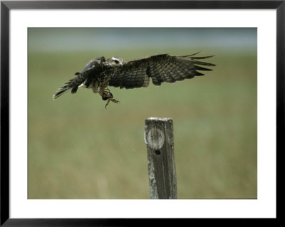 A Snail Kite Clutches An Apple Snail It Plucked From Lake Kissimmee by Raymond Gehman Pricing Limited Edition Print image