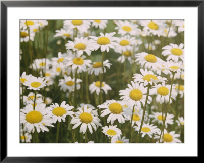 View Of A Field Of Daisies by Paul Zahl Pricing Limited Edition Print image