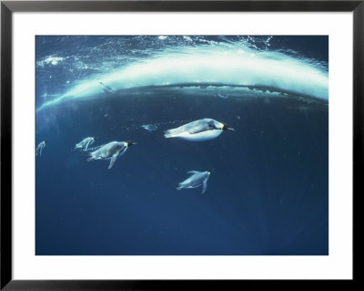 A Group Of Penguins Swimming by Bill Curtsinger Pricing Limited Edition Print image