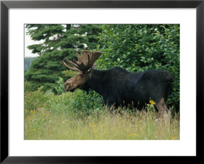 A Large Bull Moose In Tall Grass On The Edge Of A Forest by Phil Schermeister Pricing Limited Edition Print image