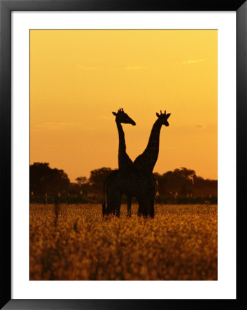 Giraffes Silhouetted At Twilight by Beverly Joubert Pricing Limited Edition Print image