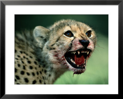 An African Cheetah Cub Shows Features Of A Hunter Built For Speed by Chris Johns Pricing Limited Edition Print image