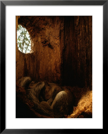 Two Eastern Gray Squirrels Lie Snugly Asleep by Chris Johns Pricing Limited Edition Print image