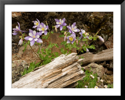 Colorado Columbines Blooming In Early July At 10,000 Feet by Michael S. Lewis Pricing Limited Edition Print image