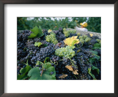 Grapes On A Vine In An Orchard In Umbria by Tino Soriano Pricing Limited Edition Print image