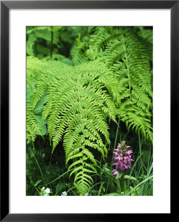 Wildflowers And Ferns In Forest, Bayerischer Wald National Park by Norbert Rosing Pricing Limited Edition Print image