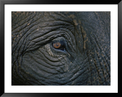Close Up Of The Eye Of An Asian Elephant by Jodi Cobb Pricing Limited Edition Print image
