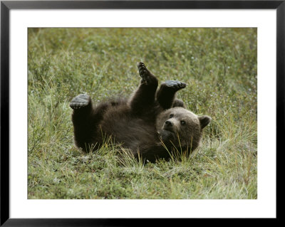 A Young Grizzly Rolls Over Into An Awkward-Looking Position by Michael S. Quinton Pricing Limited Edition Print image
