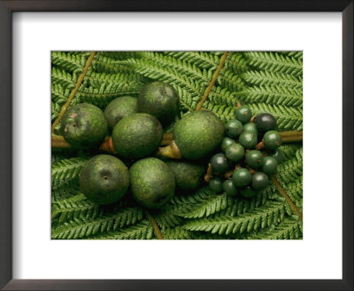 Tropical Seeds And Flowers From The Cloud Forest Which Are Eaten By Resplendent Quetzal Birds by Steve Winter Pricing Limited Edition Print image