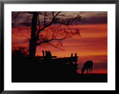 The Sunset Silhouettes A White-Tailed Deer Near A Fence by Raymond Gehman Pricing Limited Edition Print image