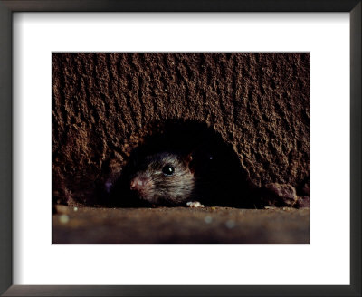 A Rat Peers Out From The Sanctuary Wall by James L. Stanfield Pricing Limited Edition Print image