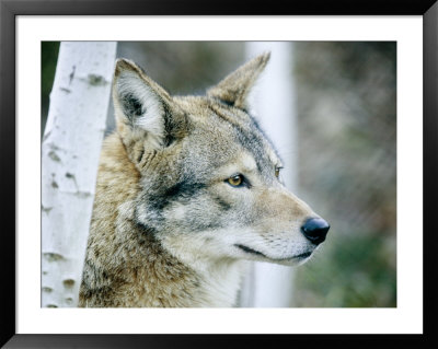 Closeup Of A Captive Coyote, Massachusetts by Tim Laman Pricing Limited Edition Print image