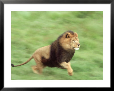 African Lion, Panthera Leo Male Running (Blur-Pan) by Brian Kenney Pricing Limited Edition Print image