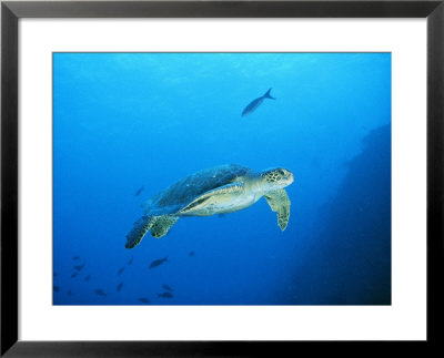 Green Sea Turtle, Off Sipadan Island, East Malaysia by Joe Stancampiano Pricing Limited Edition Print image