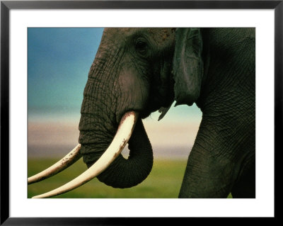 African Elephant by Chris Johns Pricing Limited Edition Print image