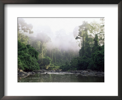 Rainforest, Danum Valley, Sabah, Malaysia, Island Of Borneo, Southeast Asia by Lousie Murray Pricing Limited Edition Print image