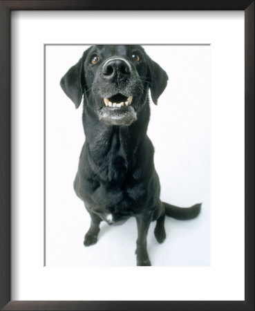 Black Labrador by Zack Burris Inc. Pricing Limited Edition Print image