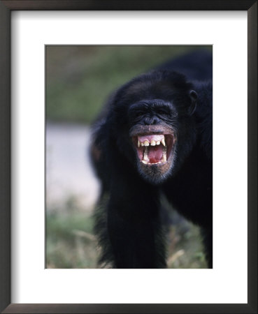 Chimpanzee, Pan Satyrus by Mark Newman Pricing Limited Edition Print image