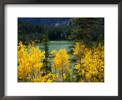 Aspen Above Pear Lake In Autumn, Boulder Mountain, Dixie National Forest, Utah, Usa by Scott T. Smith Pricing Limited Edition Print image