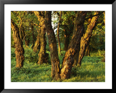 Woodland View Of Gnarled Tree Trunks by Norbert Rosing Pricing Limited Edition Print image