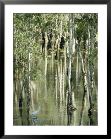 A Great Egret Wading Through A Swamp by Jason Edwards Pricing Limited Edition Print image
