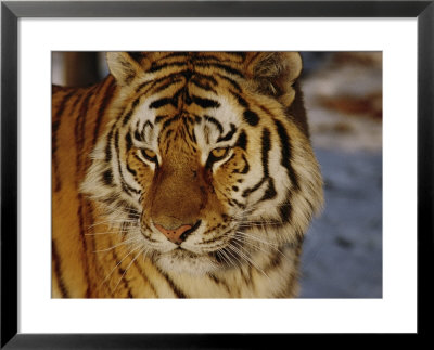 A Close View Of A Siberian Tiger by Dr. Maurice G. Hornocker Pricing Limited Edition Print image