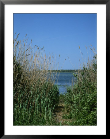 View Of A Marsh Framed By Tall Grasses by Taylor S. Kennedy Pricing Limited Edition Print image