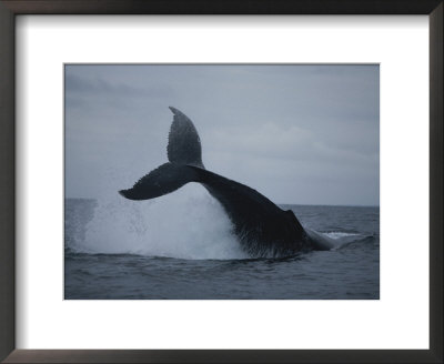Breaching Humpback Whale by Michael Nichols Pricing Limited Edition Print image
