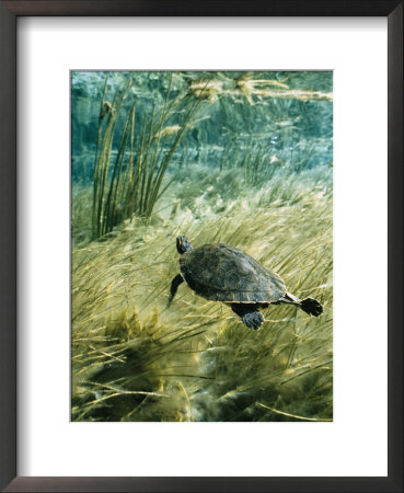 Rare Suwannee Cooter Turtle Swims Through Clear Florida Waters by Bill Curtsinger Pricing Limited Edition Print image