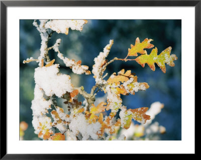 Gambel Oak (Quercus Gambelli), Fall Color Leaves With Snow, Coconino National Forest, Arizona by Rich Reid Pricing Limited Edition Print image