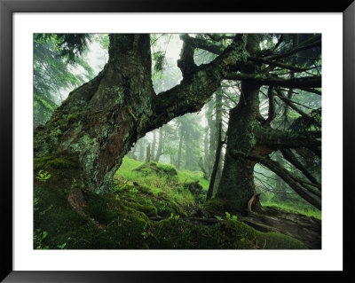 Ancient Fir Trees In Forest by Norbert Rosing Pricing Limited Edition Print image
